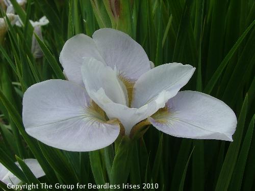 Simple Gifts 1